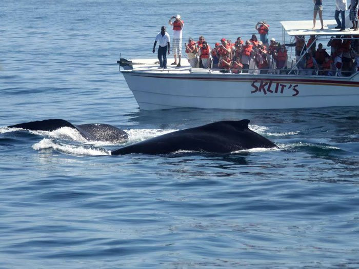 Hotel Las Ballenas Escondidas主图