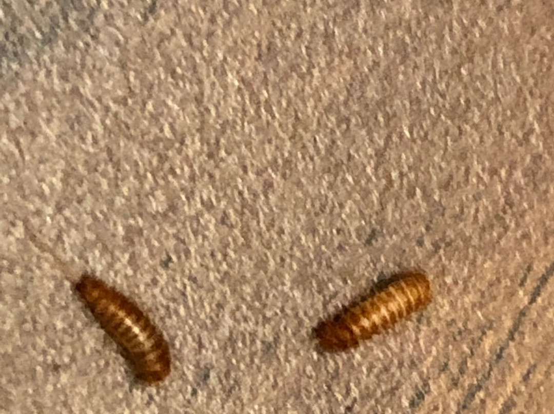 Casa Loma Motel主图