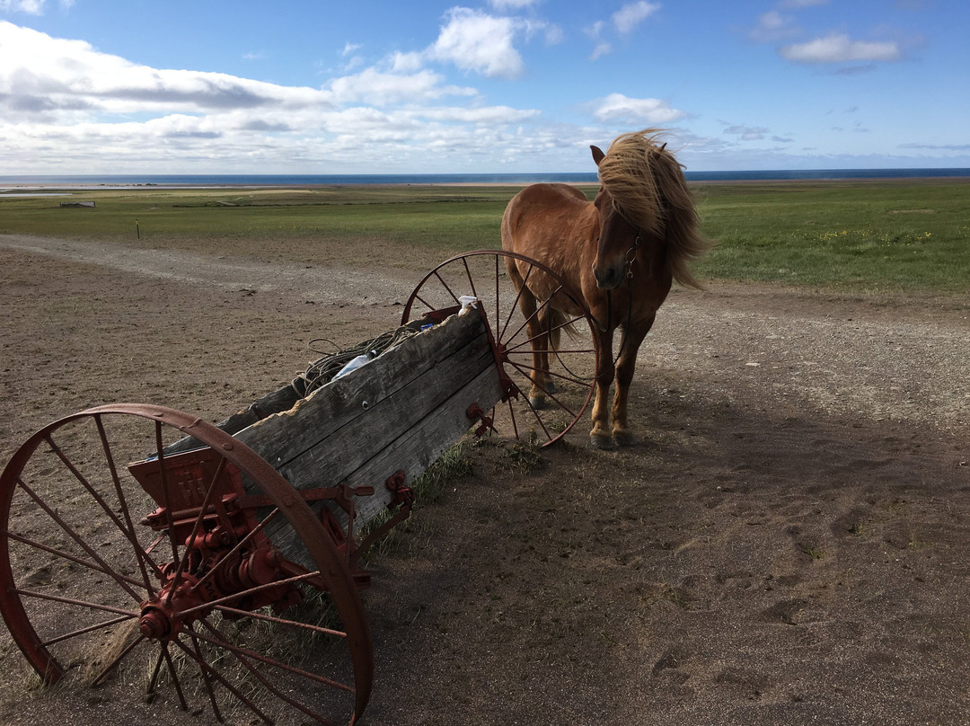 Stori Kambur Horse Rental-Snaefellsbaer必去景点