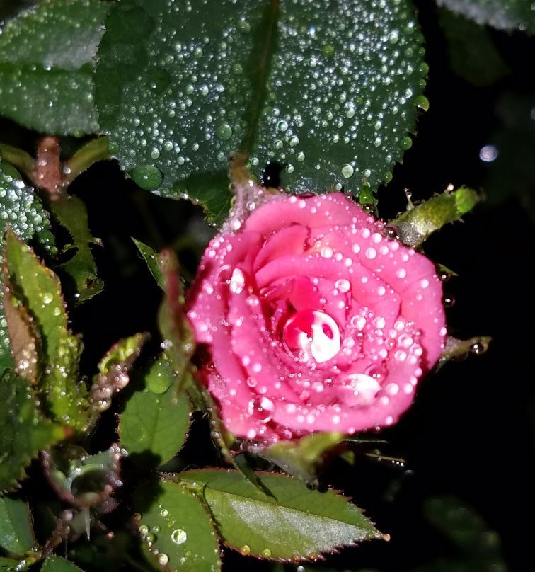 Timrod Park-佛罗伦萨必去景点