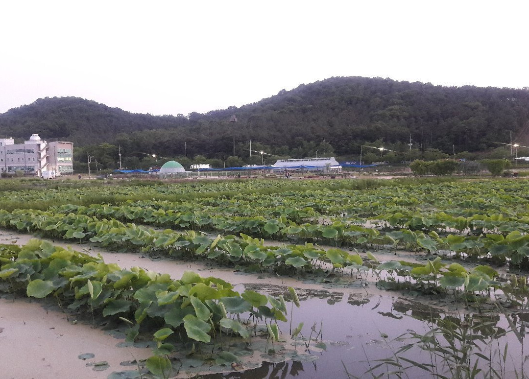 Siheung Lotus Flower Theme Park-始兴市必去景点