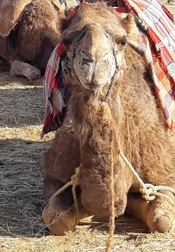 Asni travel-伊姆利勒必去景点