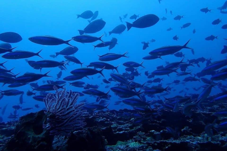 Diving and Adventure Krui-Krui必去景点