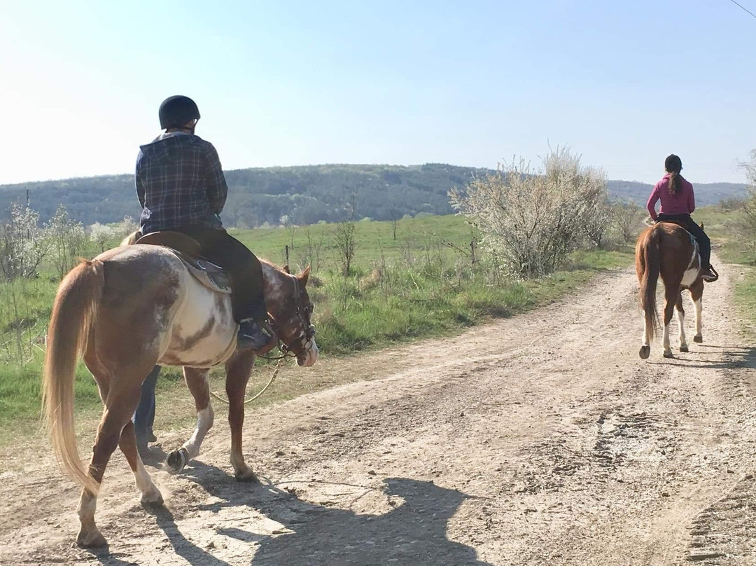 Ponderosa bulgaria pony trekking景点图片