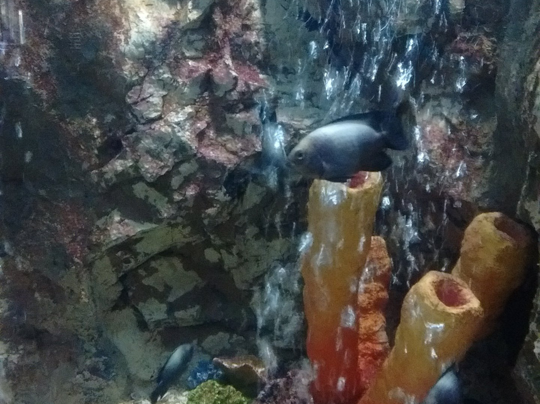 Rayong Aquarium-罗勇必去景点