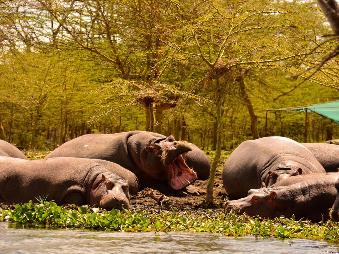 Cats Africa Tours-内罗毕必去景点