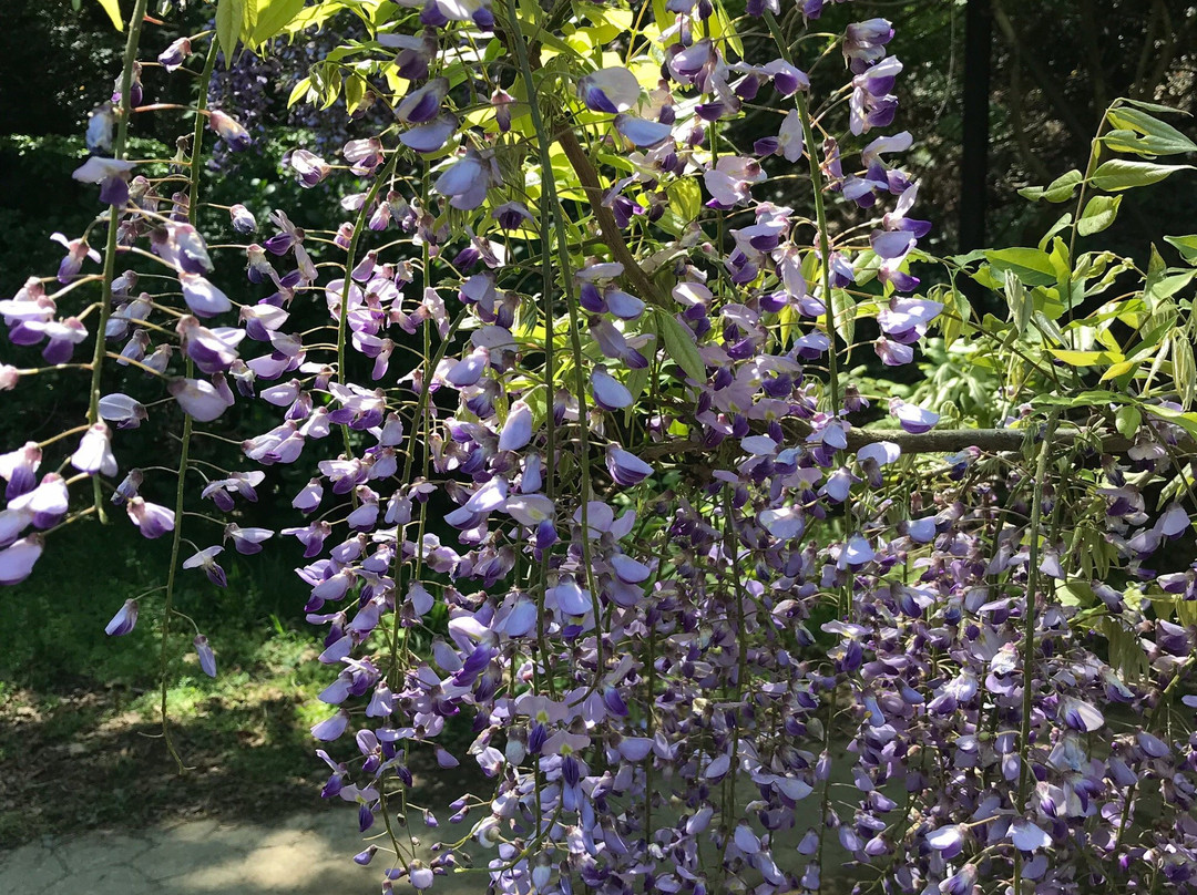 Miyama no Sato Shinrin Park-日高川町必去景点