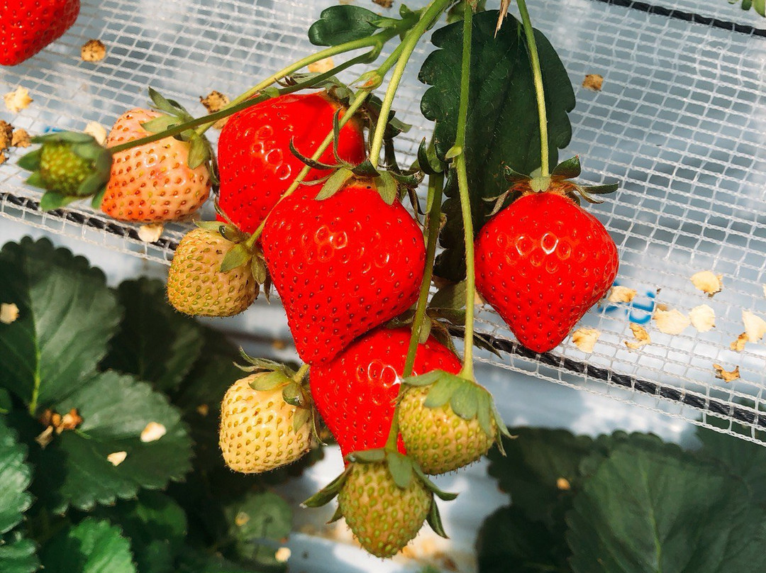 Koshigaya Strawberry Suga Farm-越谷市必去景点