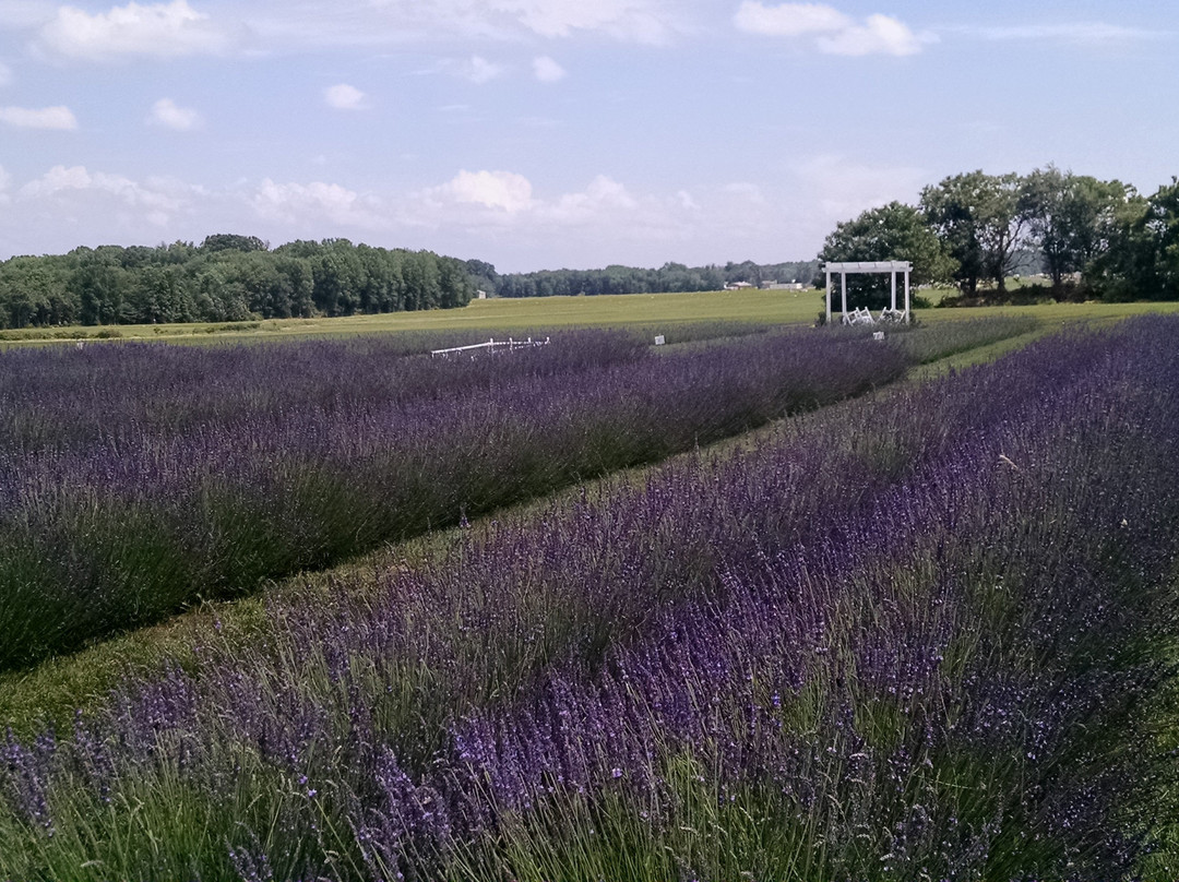 Purple Rain Lavender Farm-Churchville必去景点