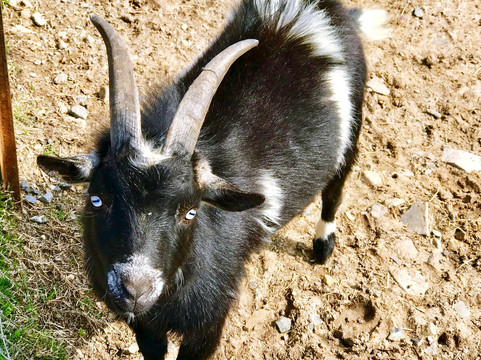 Heifer Village (Heifer International)-小石城必去景点