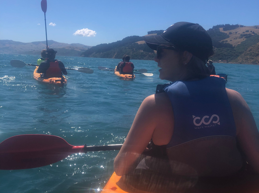 Akaroa Guided Kayak Safari景点图片