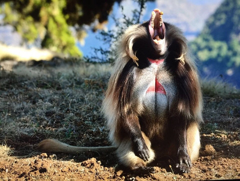 Ethio Simien Tour-贡德尔必去景点