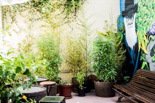 WeedTour-蒙得维的亚必去景点