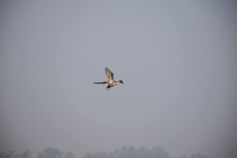 Nawabganj Bird Sanctuary-Unnao必去景点