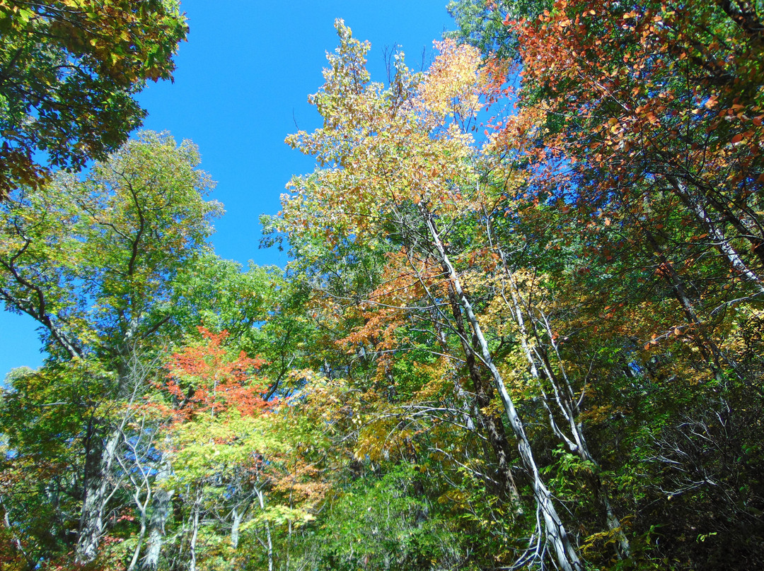 George Washington & Jefferson National Forests-Millboro必去景点