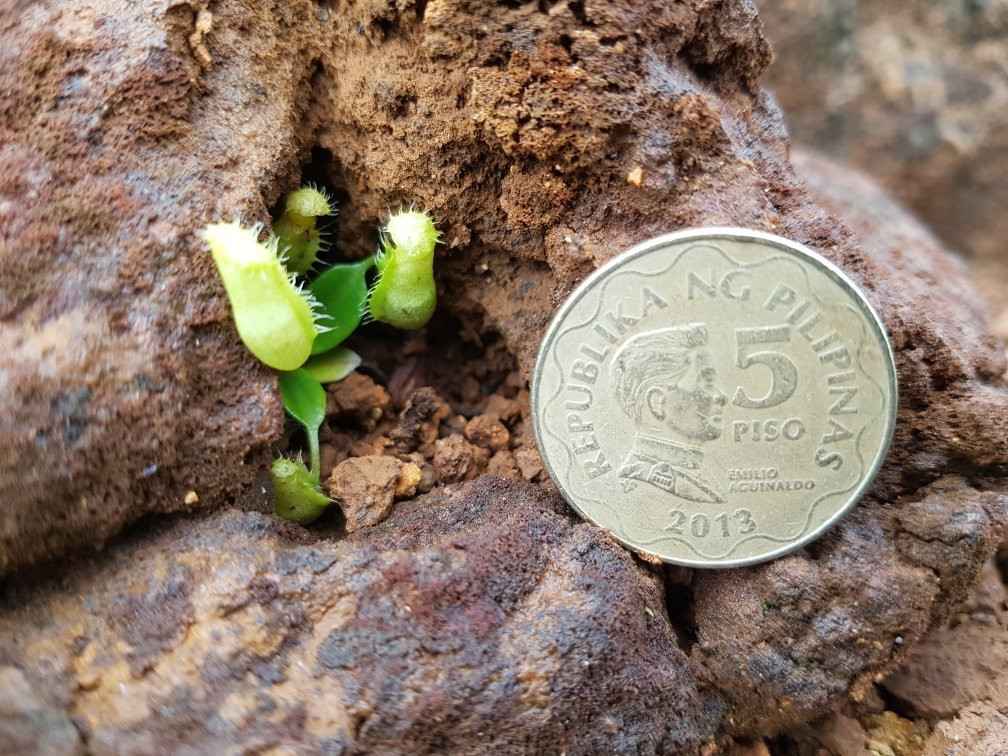 Mount Redondo Natural Bonsai Forest-Loreto必去景点