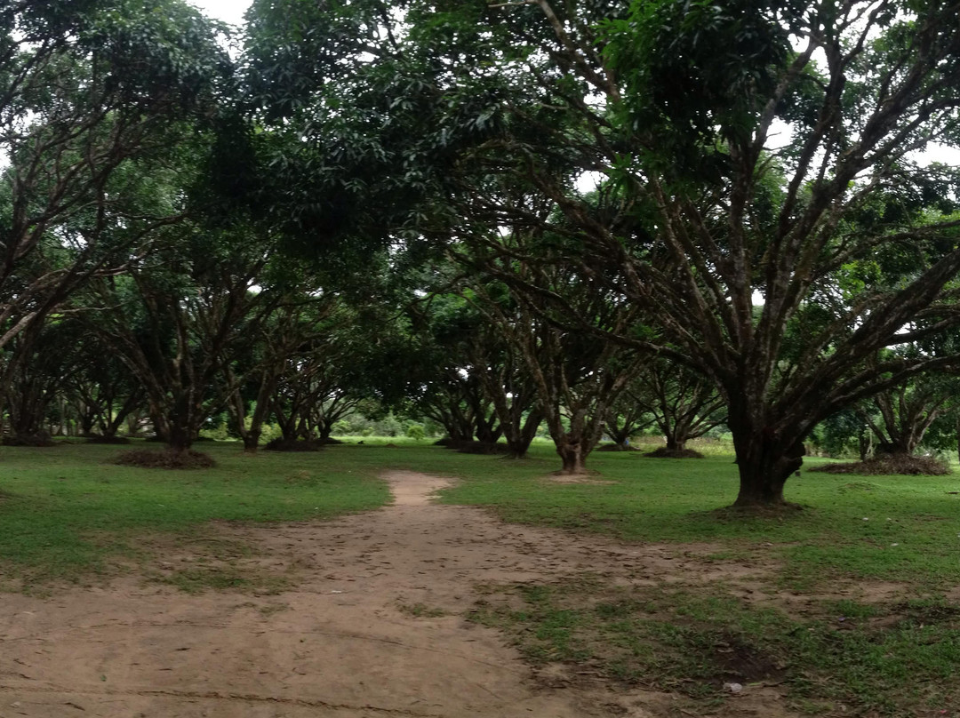 National Mango Research and Development Center景点图片