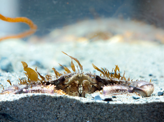 Tidepools Aquarium-吉布森斯必去景点