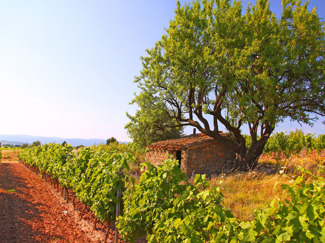 Comptoir de Cazouls - Les Vignerons du Pays d'Enserune景点图片