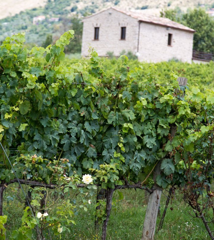 Azienda Vitivinicola Pileum-Piglio必去景点