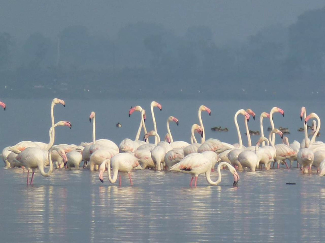 Thane Creek Flamingo Sanctuary景点图片