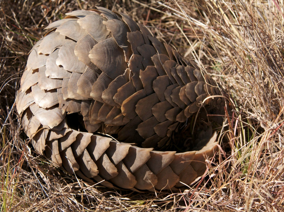 null-Welgevonden Game Reserve