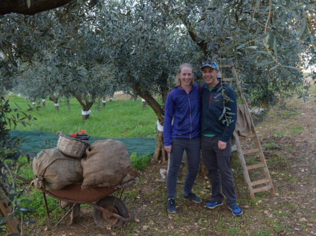 Amodeo's Farm - Olive Oil Producers in Sicily景点图片