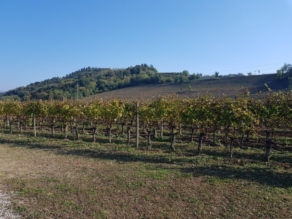 Ruttars旅游景点-Truss Vinothek Di Silvio Jermann