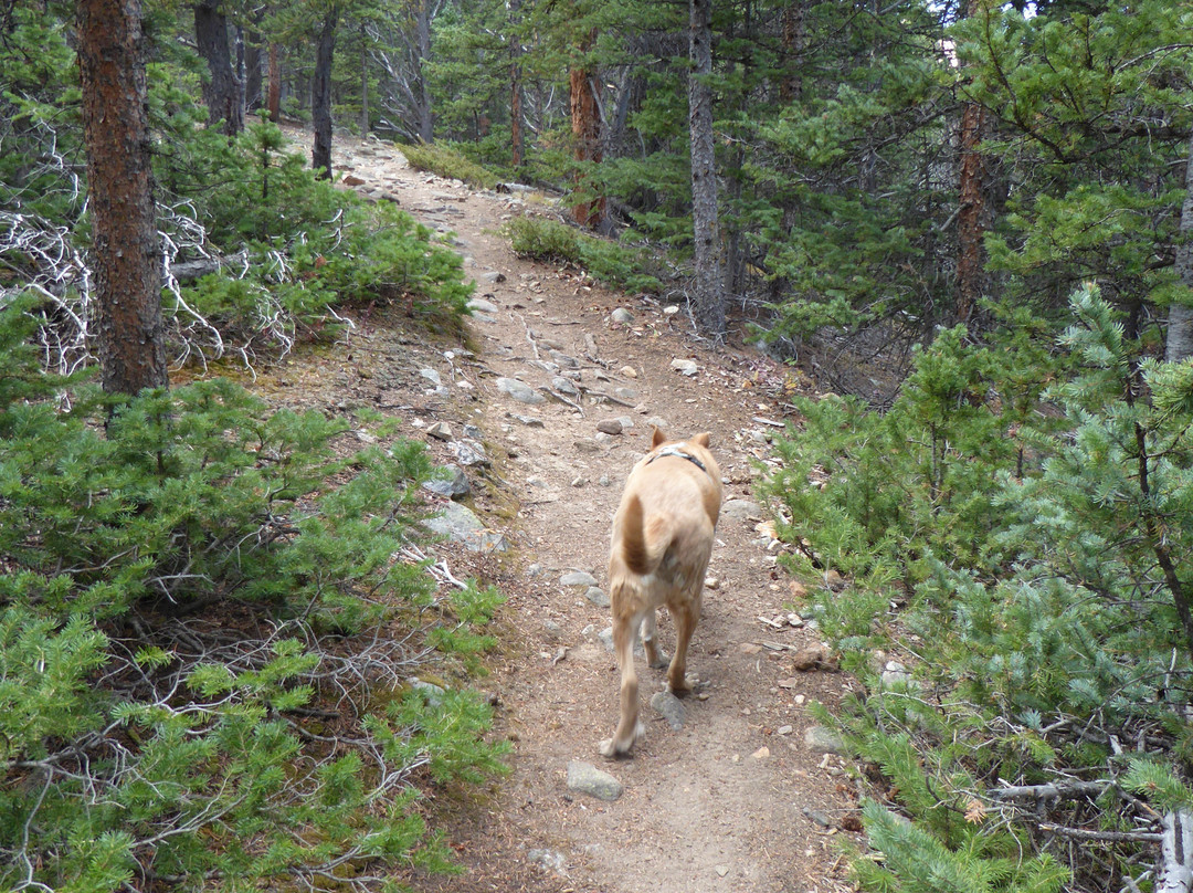 Limber Grove Trail-Fairplay必去景点
