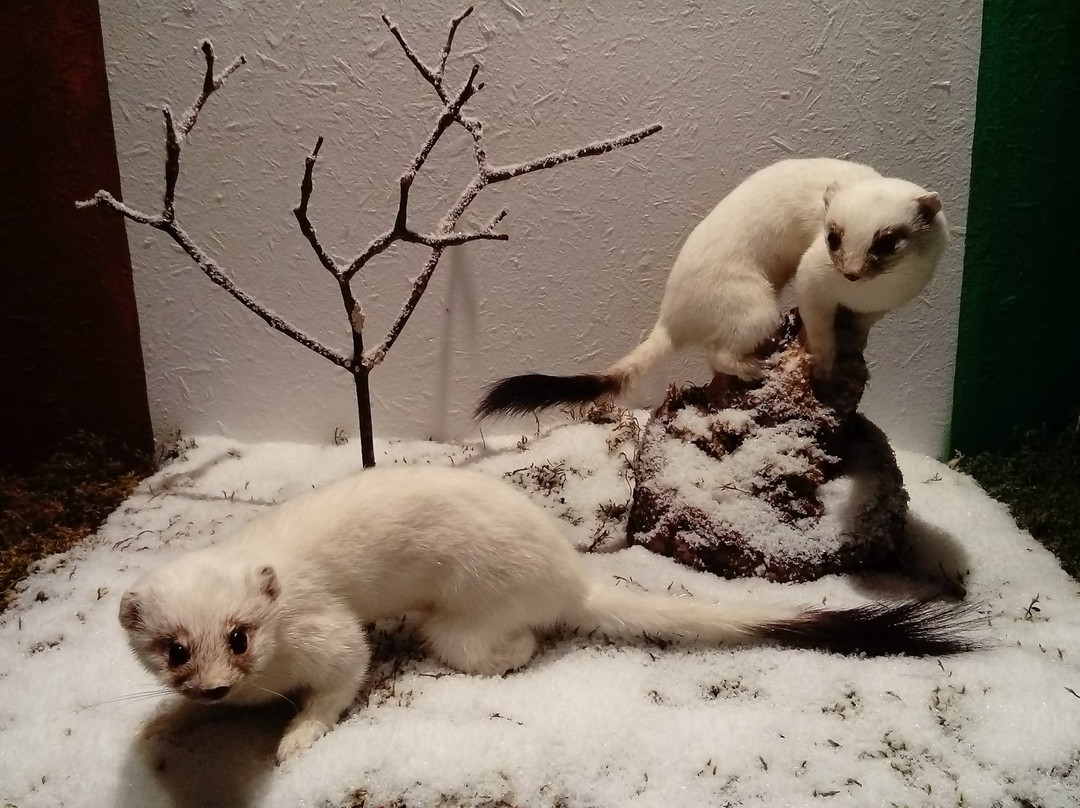 Musée faune lorraine景点图片