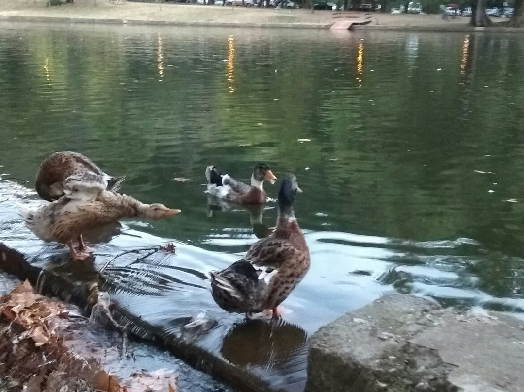 Park Bachinovo景点图片