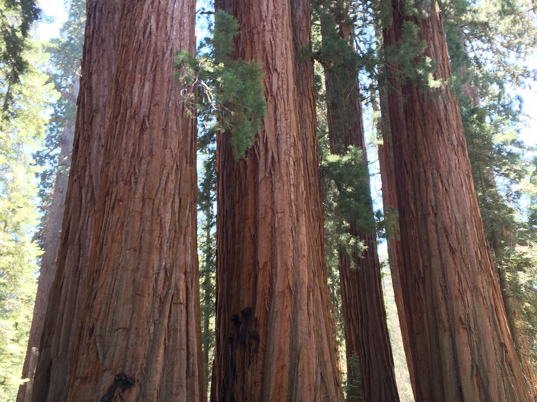 The Senate-Three Rivers必去景点