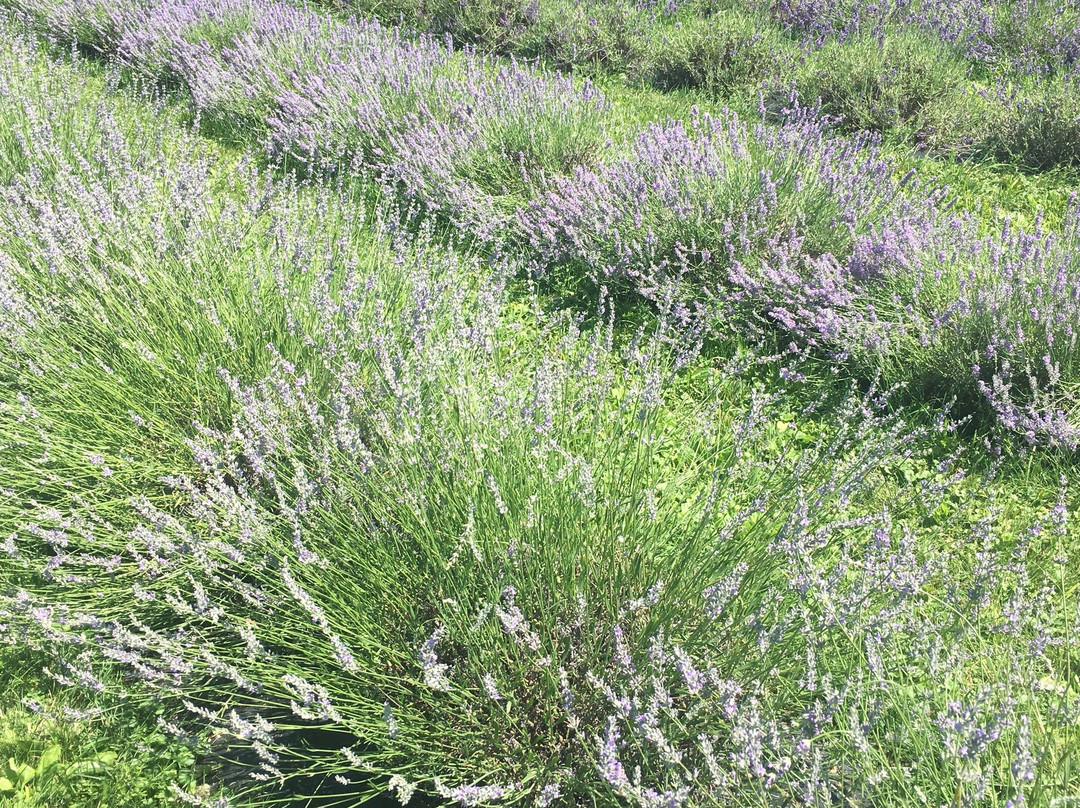 Lavenlair Farm-Whitehall必去景点