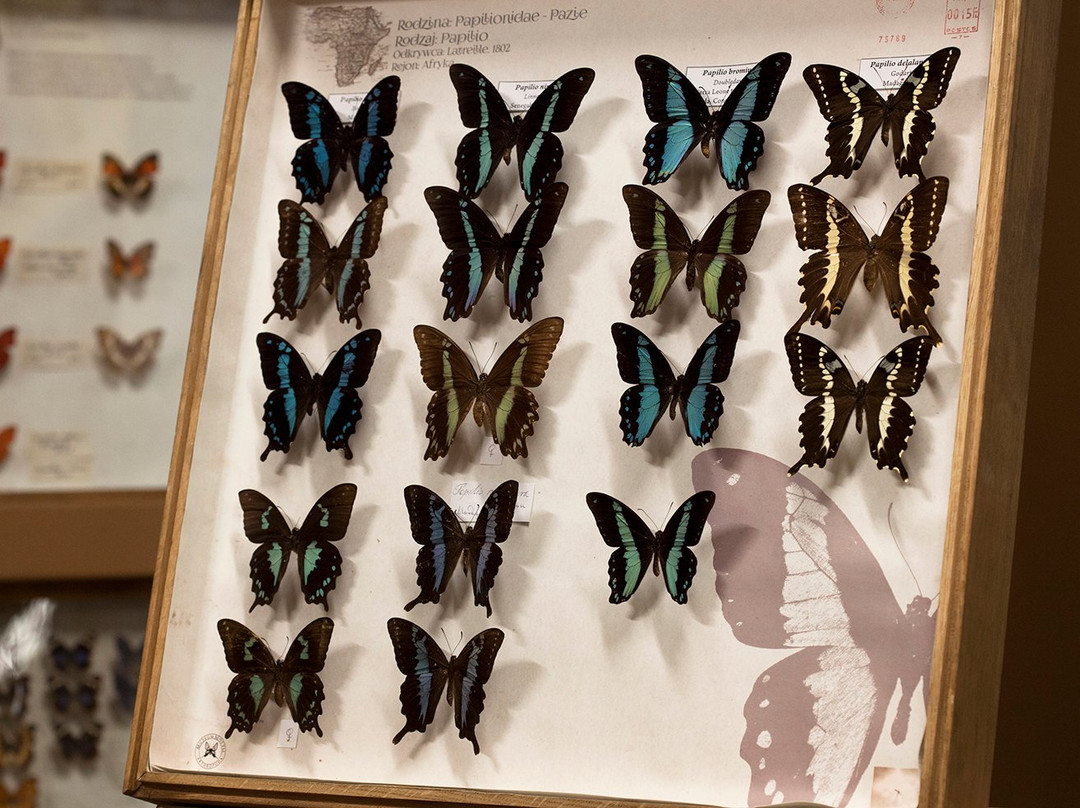 Arthropoda - Butterfly Museum景点图片