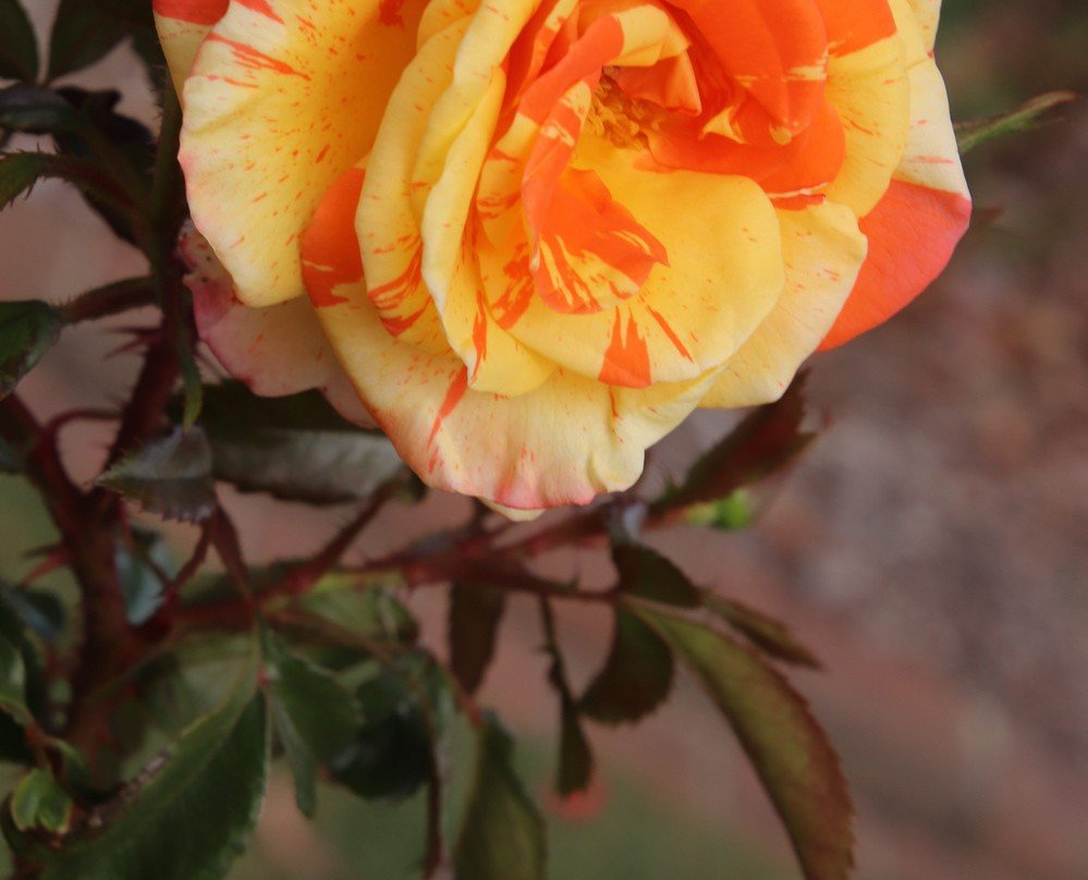 Morwell Centenary Rose Garden景点图片