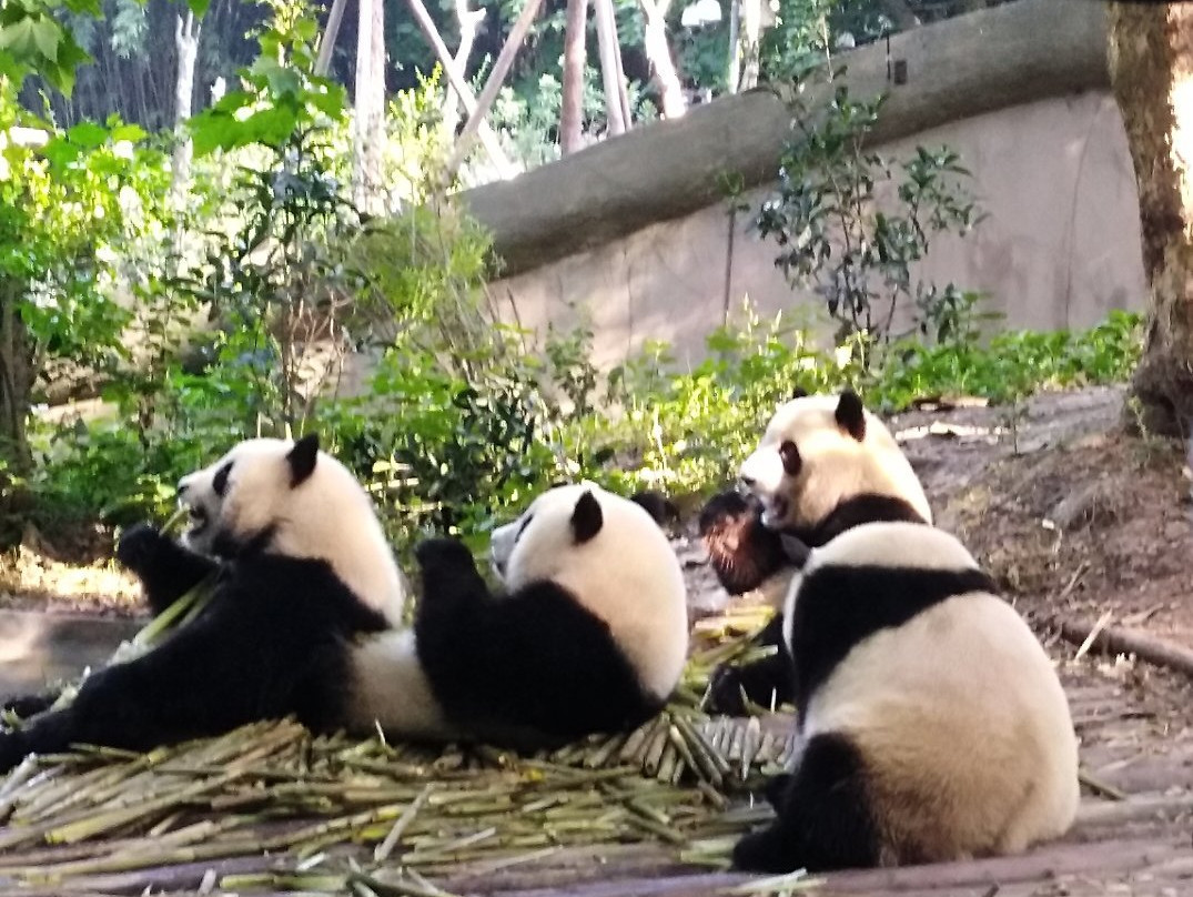 Hold Panda-成都必去景点