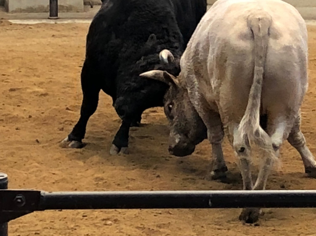 Municipal Bullfights Stadium-宇和岛市必去景点