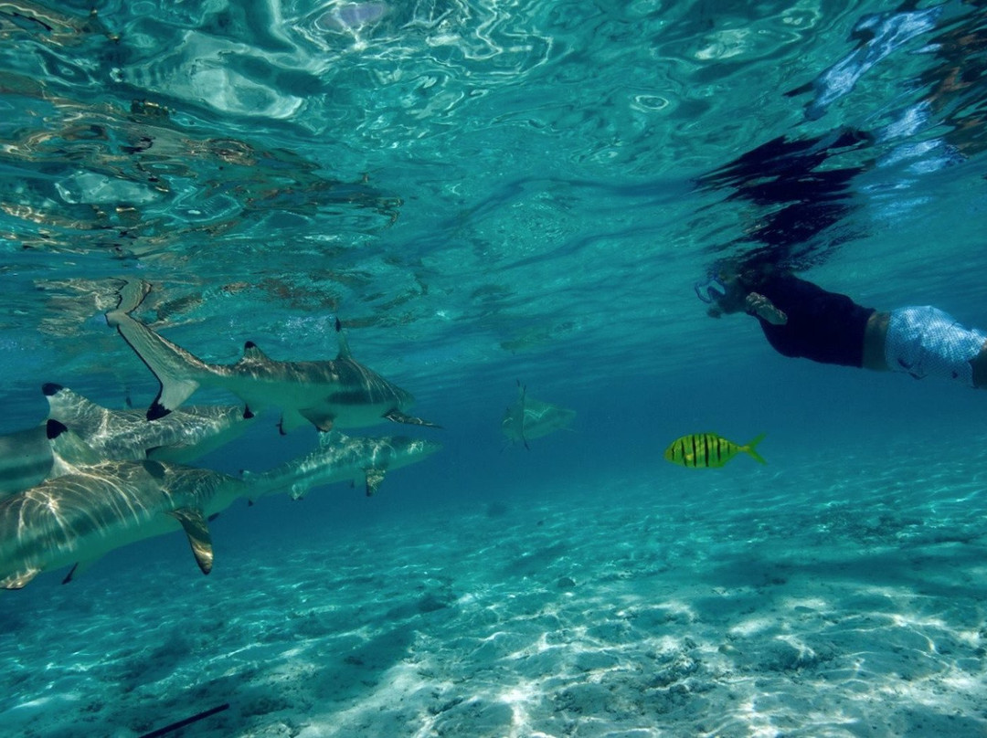 Bora Bora Onoku Services-瓦伊塔佩必去景点