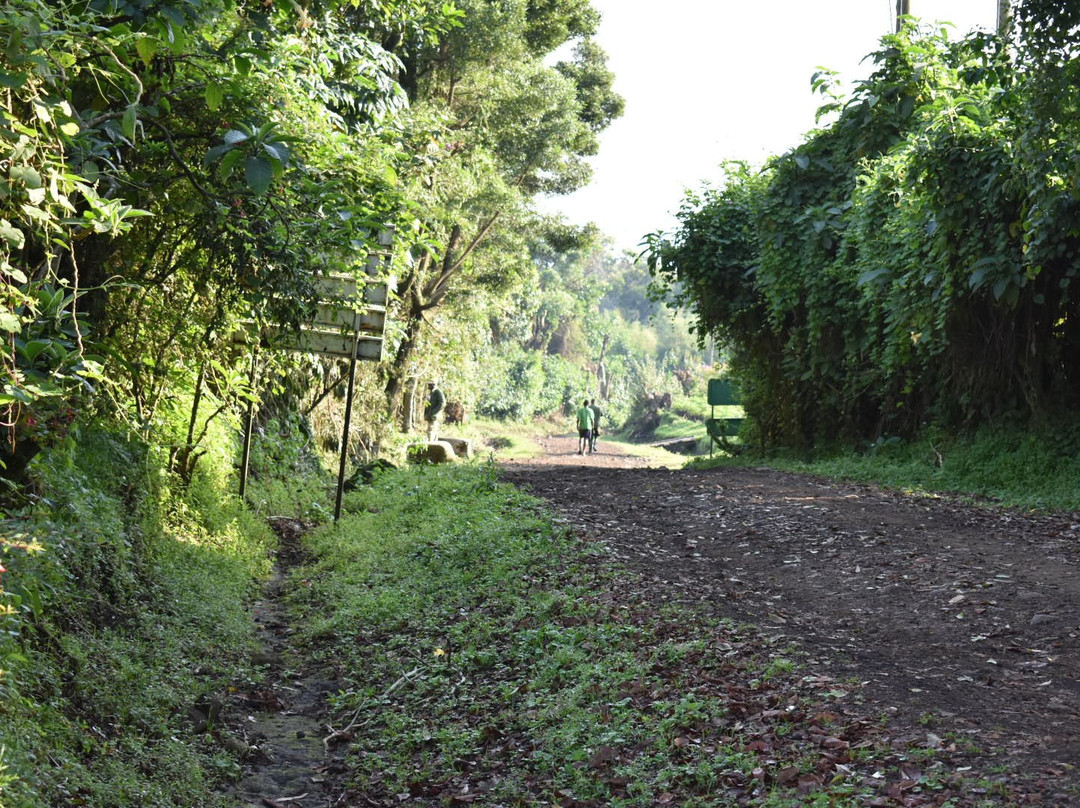 Bamboo Ecotours-坎帕拉必去景点