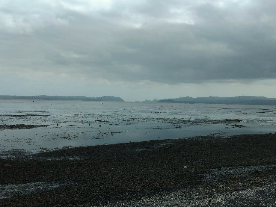 Otuataua Stonefields Reserve景点图片