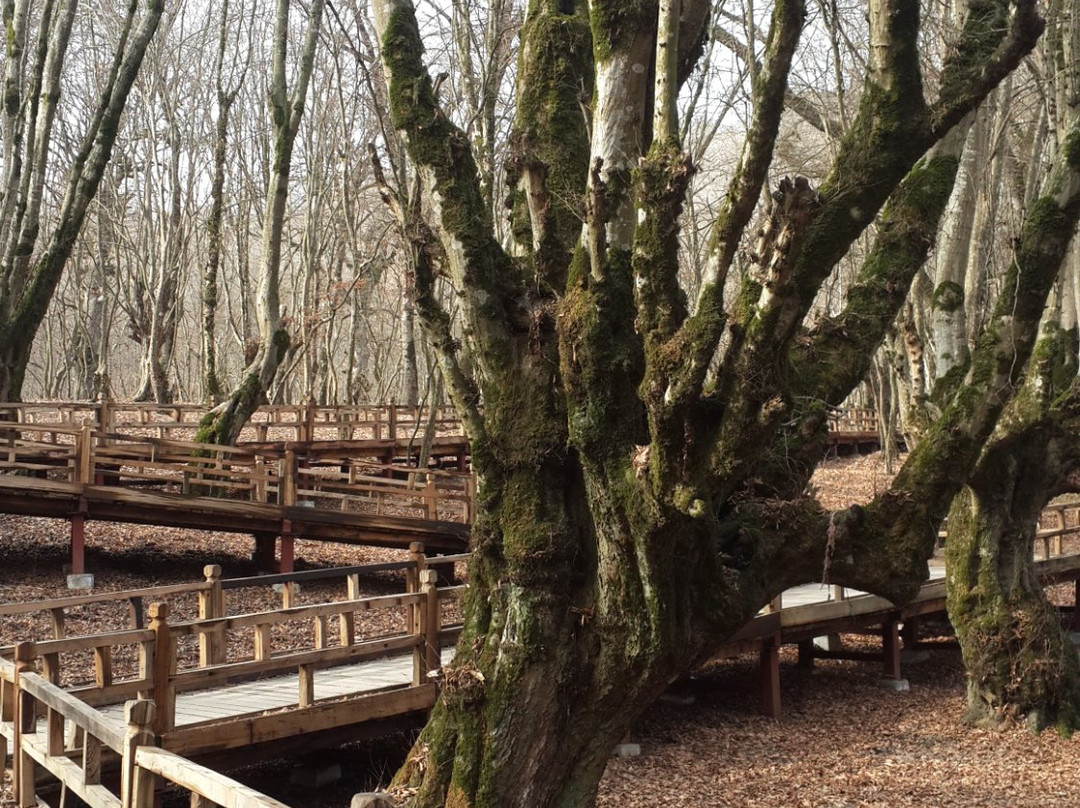 Alangdarreh Jungle景点图片