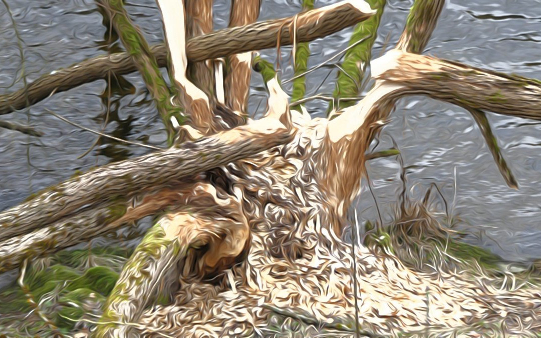 Wildbachklamm Buchberger Leite景点图片