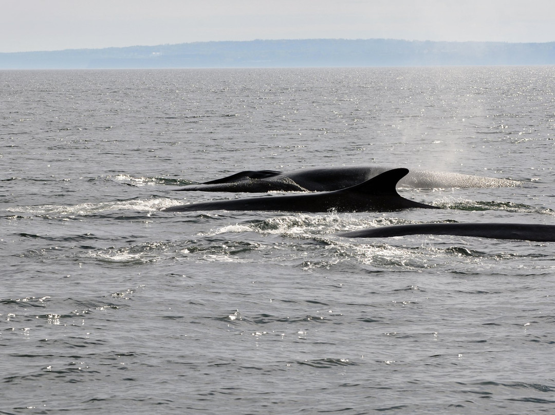 Whale-Watching Cruise in Forillon National Park景点图片