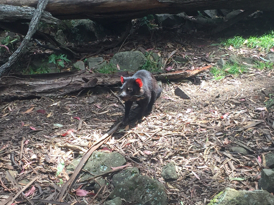 The Big Tasmanian Devil-茉莉溪必去景点