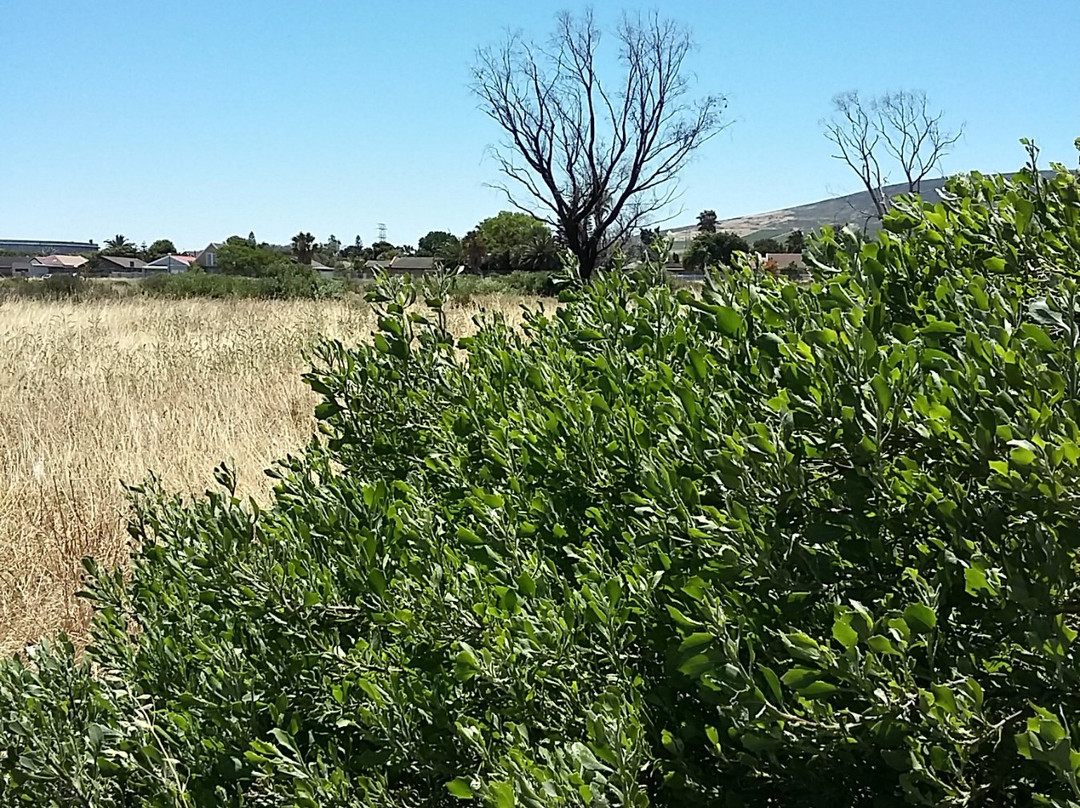 Bothasig Fynbos Nature Reserve-米那顿必去景点