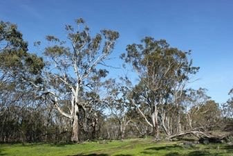 Moree Reserve-Kaniva必去景点