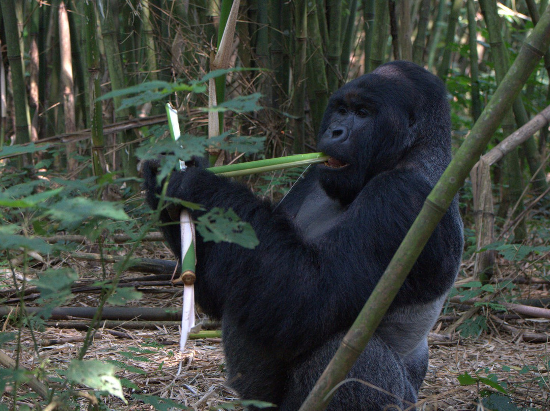 Ubuntu Voyages-Goma必去景点