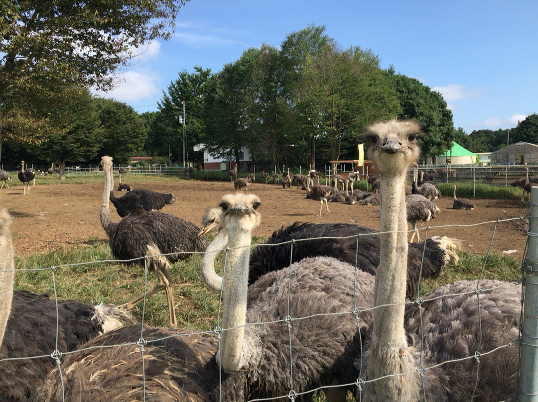 Ostrich Kingdom Ishioka Farm景点图片
