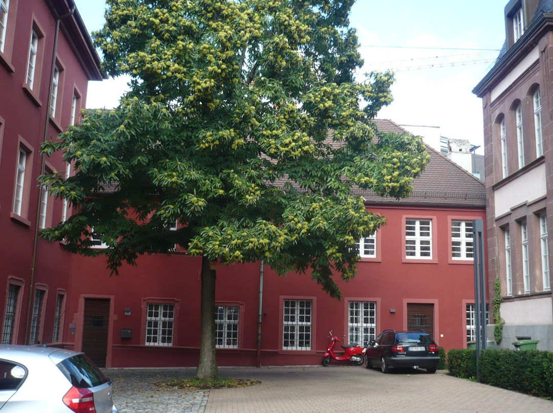 Museum Natur und Mensch景点图片