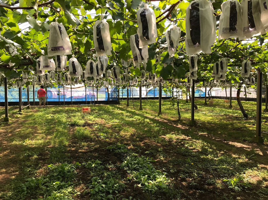 Couples-阿苏市必去景点